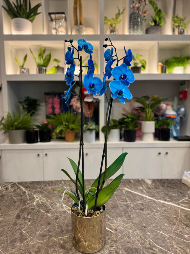 Ορχιδέα Μπλε - Orchid Phalaenopsis Blue - Image 5