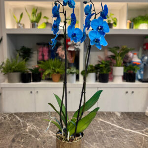 Ορχιδέα Μπλε - Orchid Phalaenopsis Blue