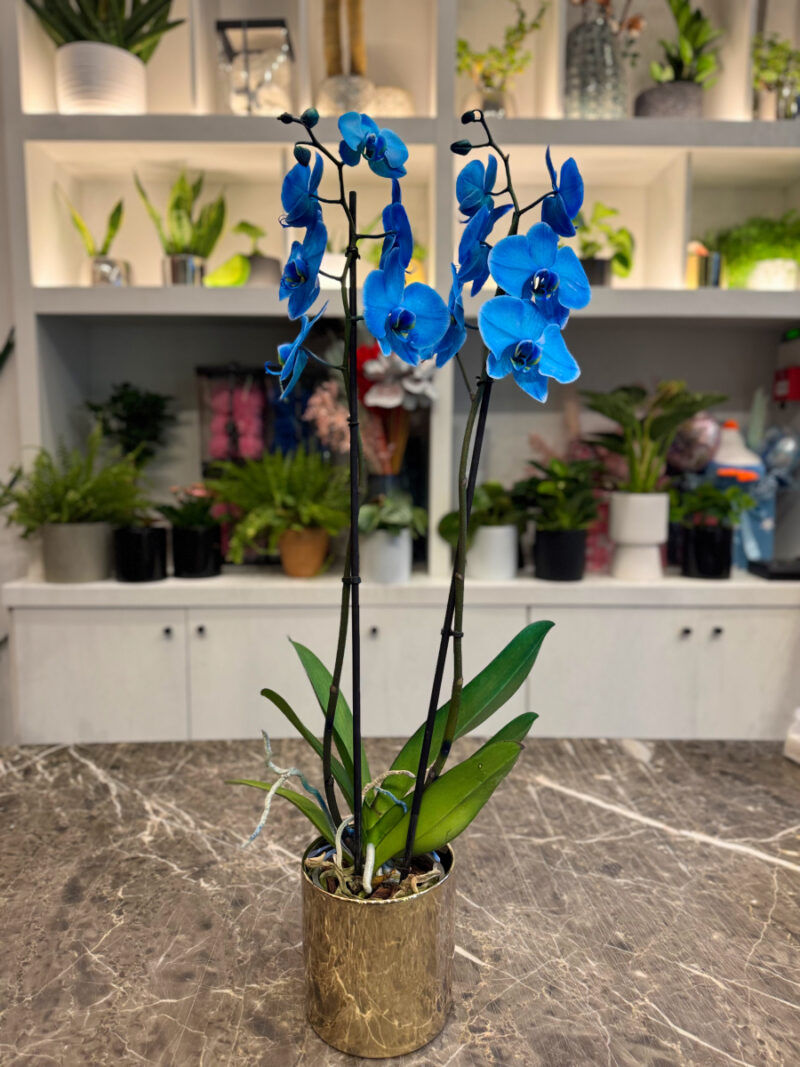 Ορχιδέα Μπλε - Orchid Phalaenopsis Blue