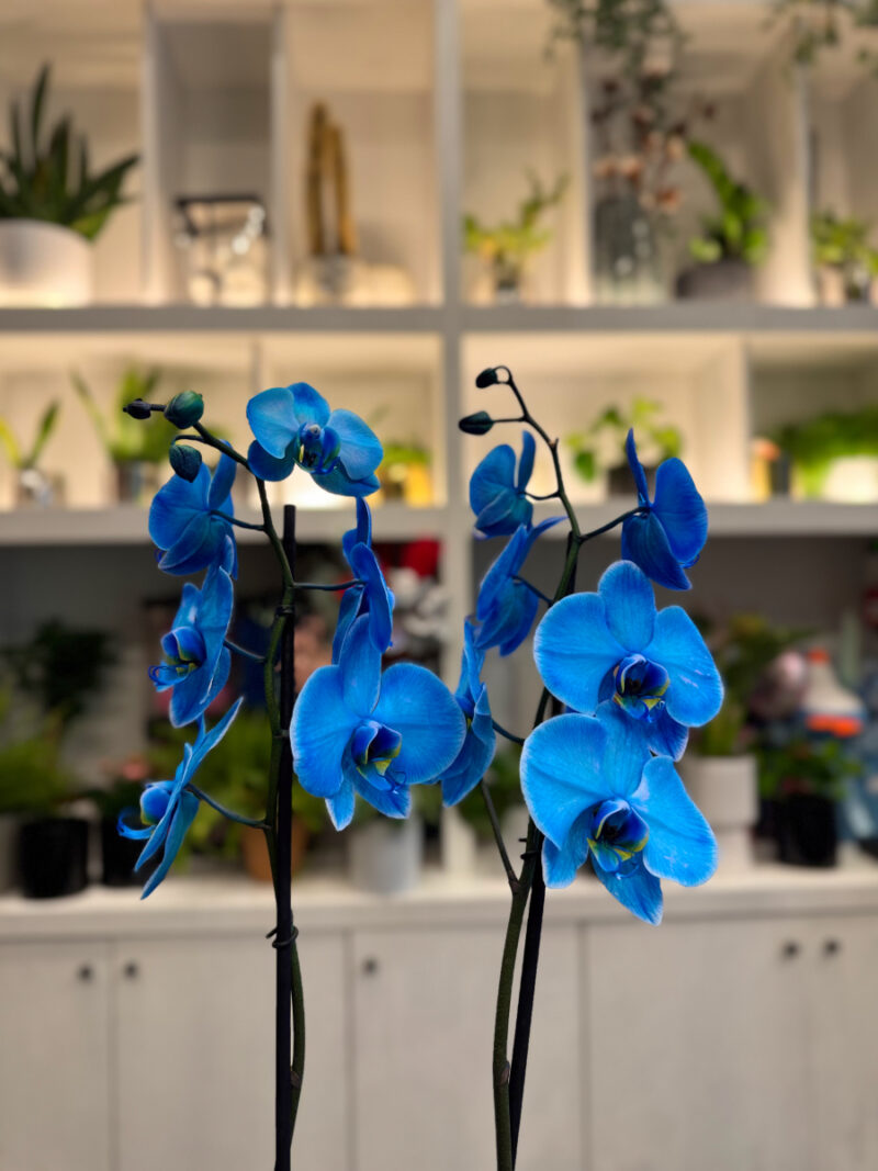 Ορχιδέα Μπλε - Orchid Phalaenopsis Blue - Image 3