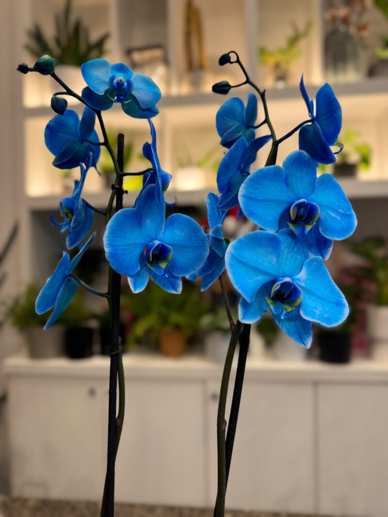 Ορχιδέα Μπλε - Orchid Phalaenopsis Blue - Image 2
