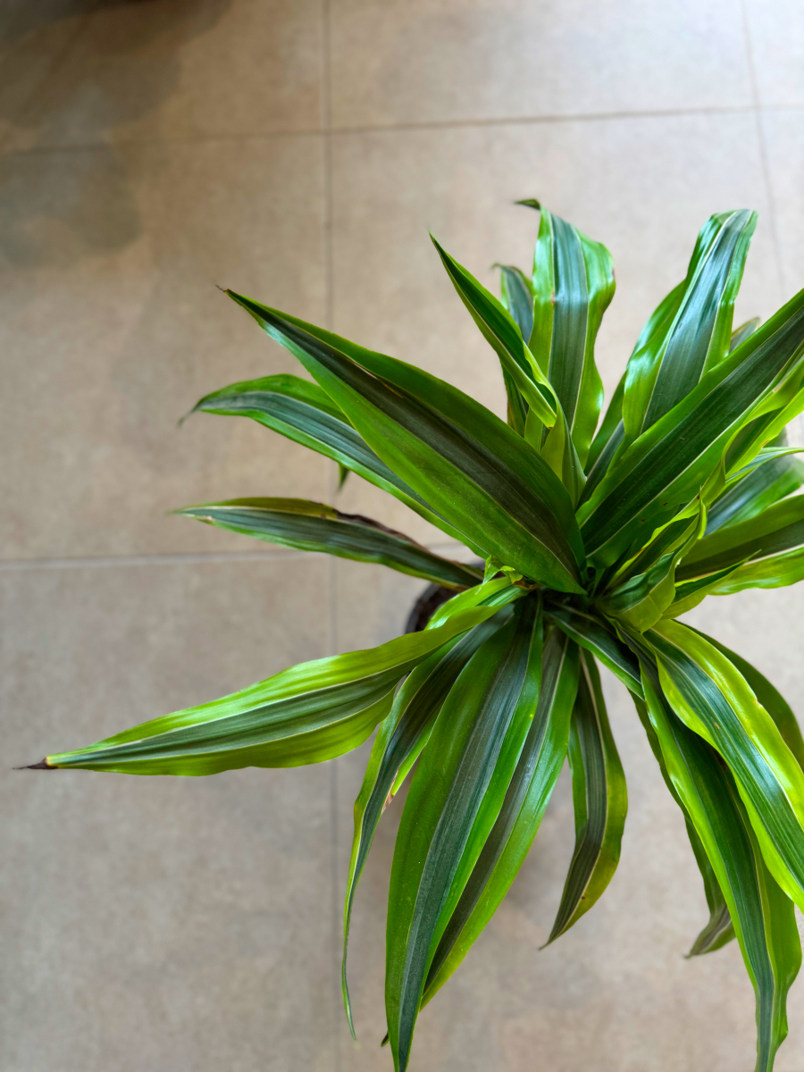 Δράκαινα Fragrans "Lemon Lime" Δέντρο με Κορμό - Image 14