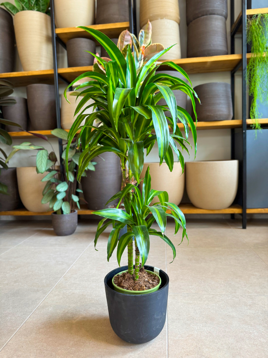 Δράκαινα Fragrans "Lemon Lime" Δέντρο με Κορμό - Image 15