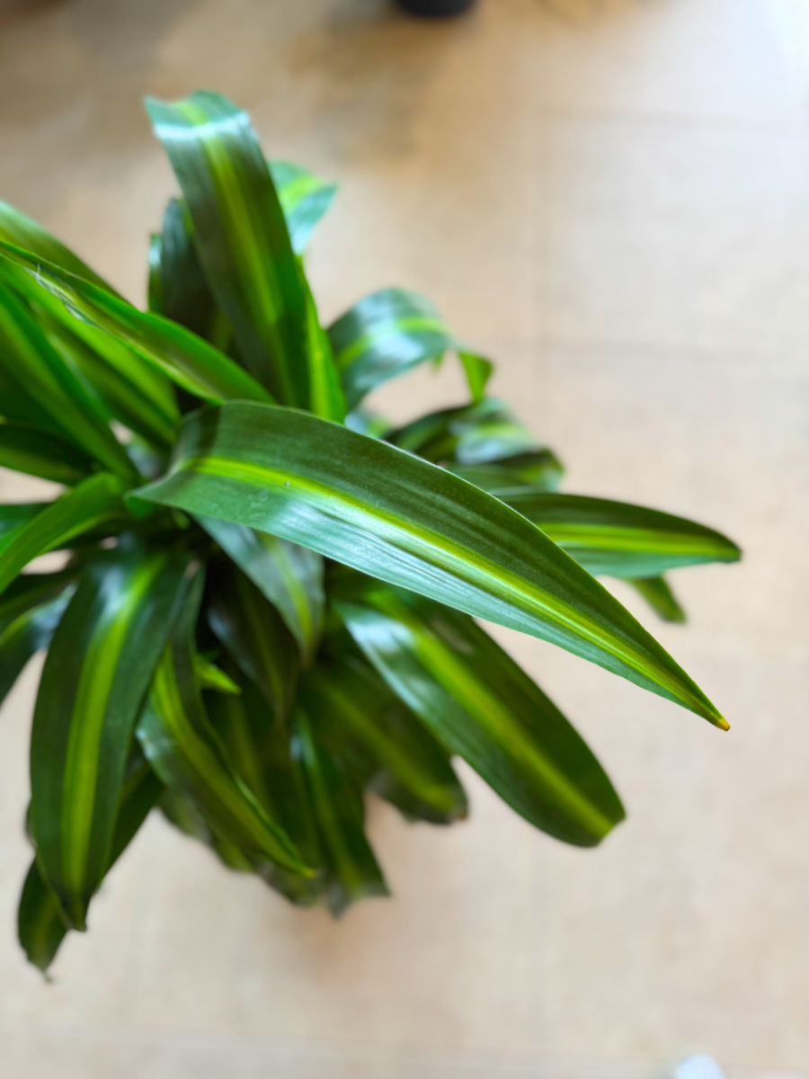 Δράκαινα Fragrans "Lemon Lime" Δέντρο με Κορμό - Image 16