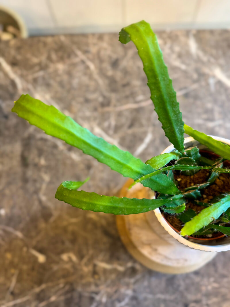 Ορχιδέα Κάκτος - Epiphyllum - Image 3