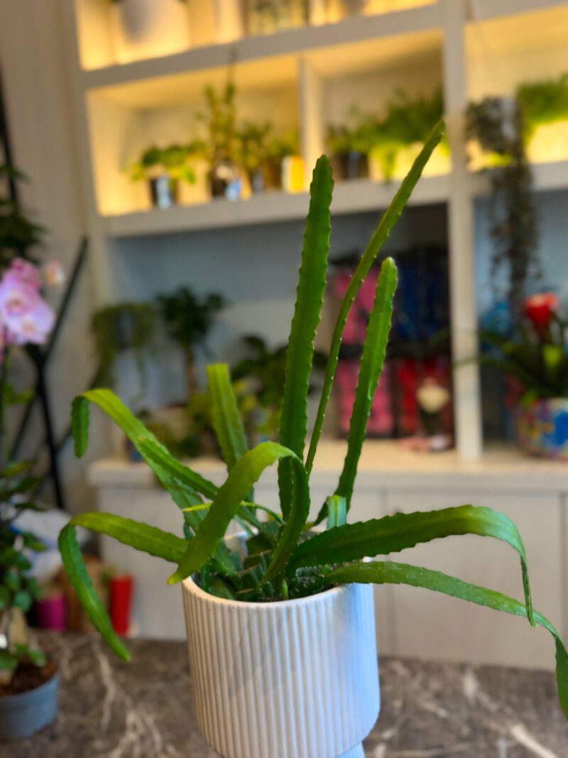 Ορχιδέα Κάκτος - Epiphyllum - Image 4