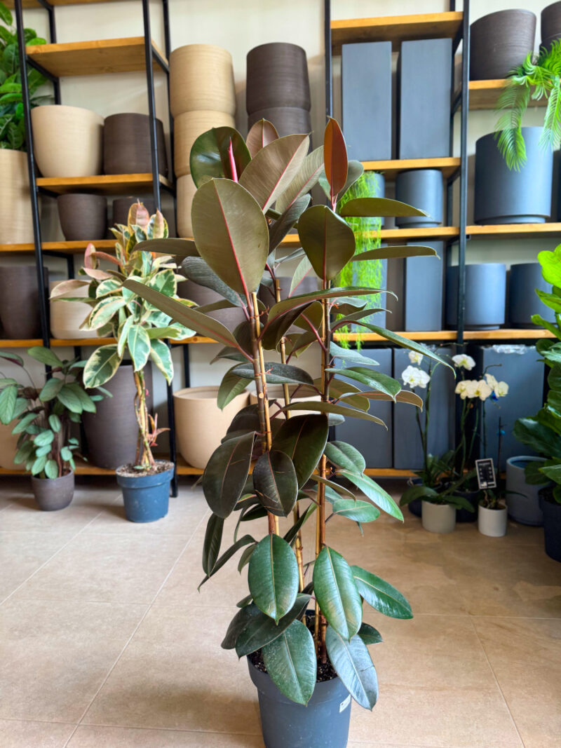 Φίκος Ελάστικα 'Abidjan'- Ficus Elastica Abidjan 3 Υγιείς Ρίζες Φυτού (νεαρά φυτά) - Image 6