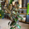 Φίκος Ελάστικα – Ficus elastica ‘Robusta’ 3 Υγιείς Ρίζες Φυτού