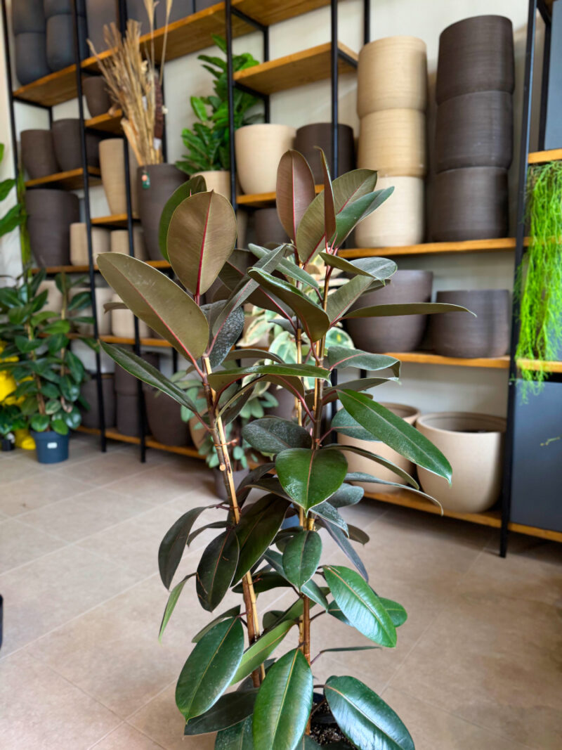 Φίκος Ελάστικα 'Abidjan'- Ficus Elastica Abidjan 3 Υγιείς Ρίζες Φυτού (νεαρά φυτά)