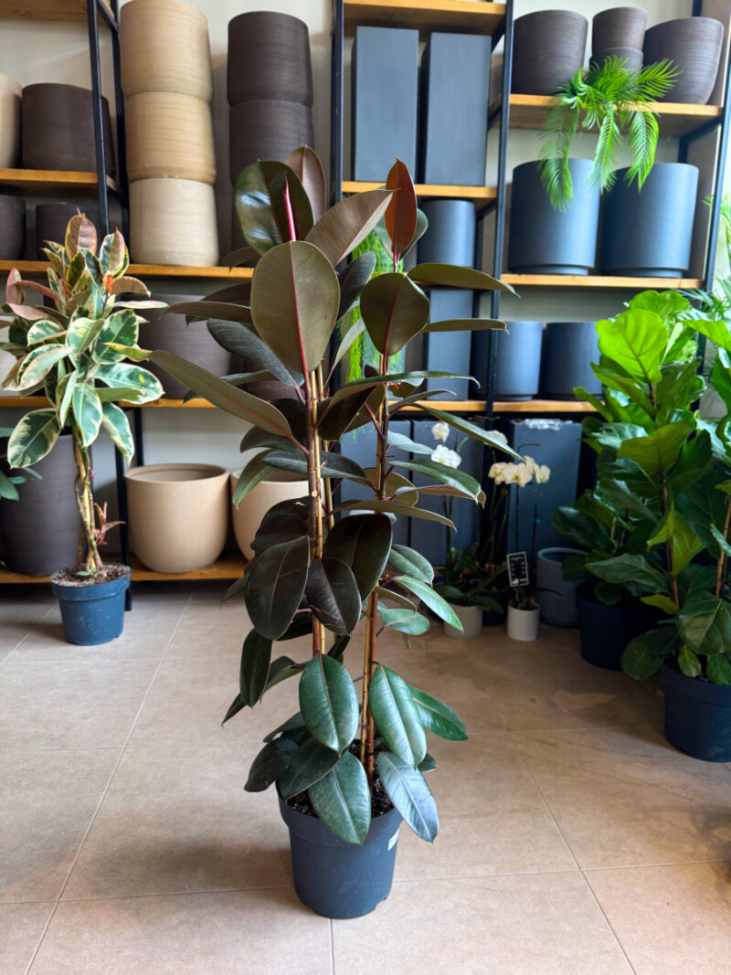 Φίκος Ελάστικα 'Abidjan'- Ficus Elastica Abidjan 3 Υγιείς Ρίζες Φυτού (νεαρά φυτά) - Image 8