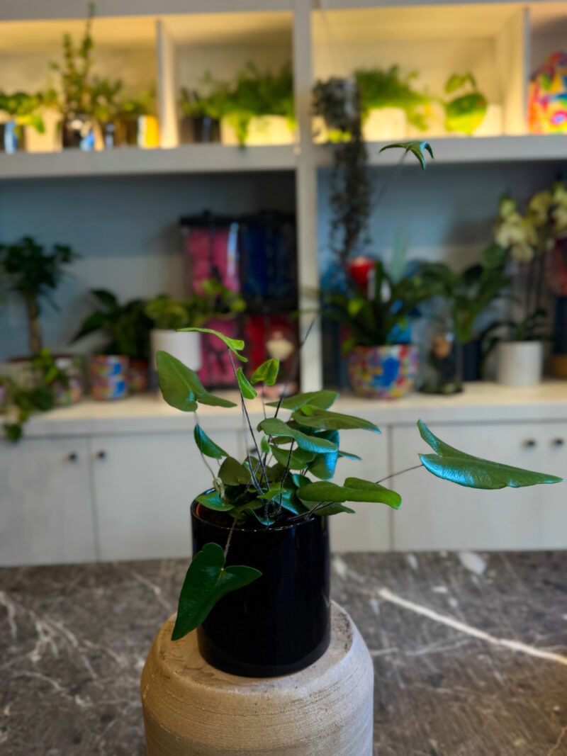 Heart Fern - Φτέρη καρδιά - Image 2