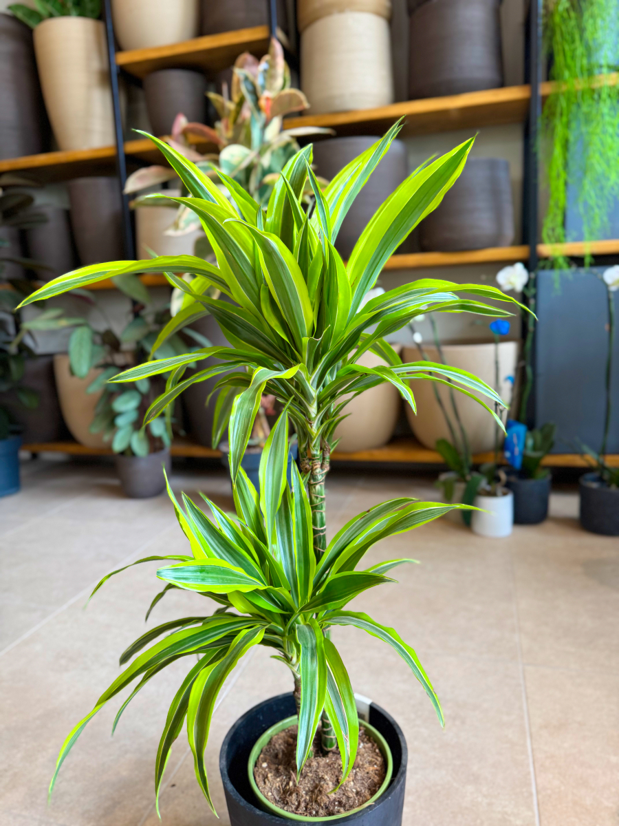 Δράκαινα Fragrans "Lemon Lime" Δέντρο με Κορμό - Image 2