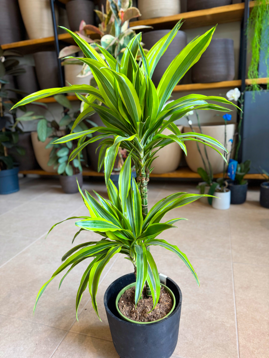 Δράκαινα Fragrans "Lemon Lime" Δέντρο με Κορμό - Image 3