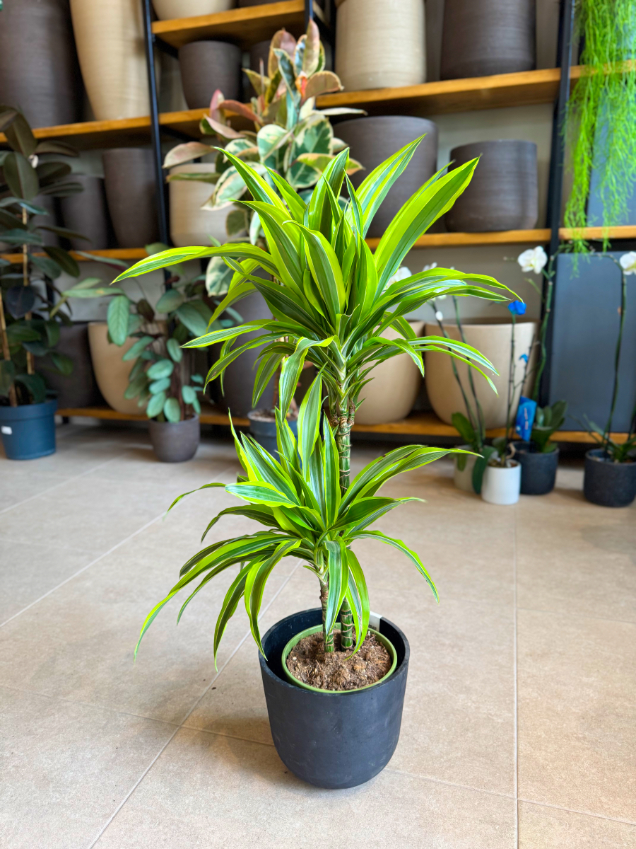 Δράκαινα Fragrans "Lemon Lime" Δέντρο με Κορμό - Image 4