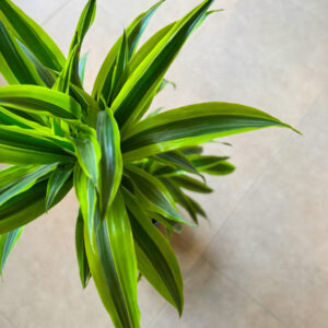 Δράκαινα Fragrans