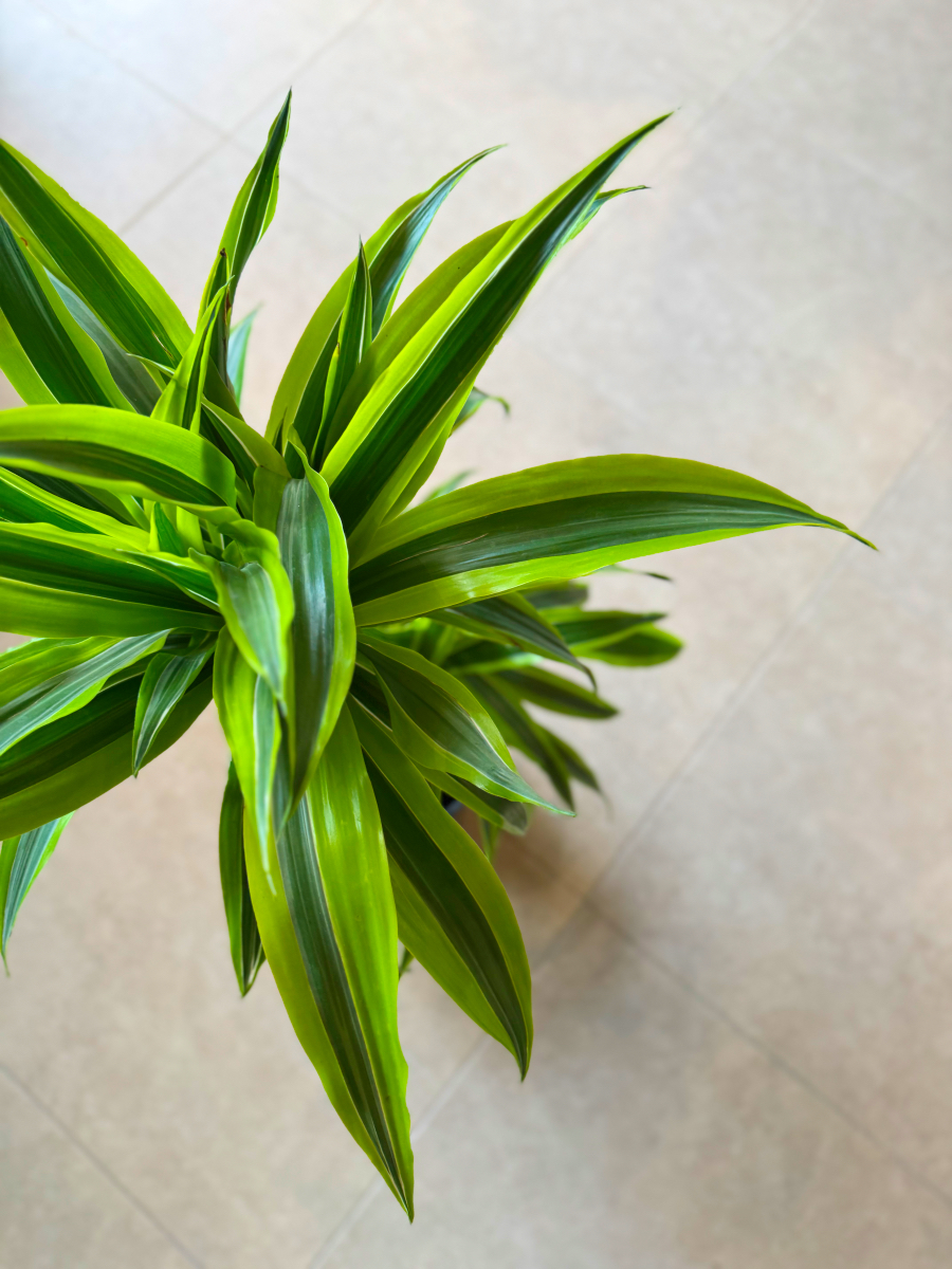 Δράκαινα Fragrans "Lemon Lime" Θάμνος