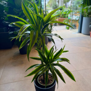 Δράκαινα Fragrans