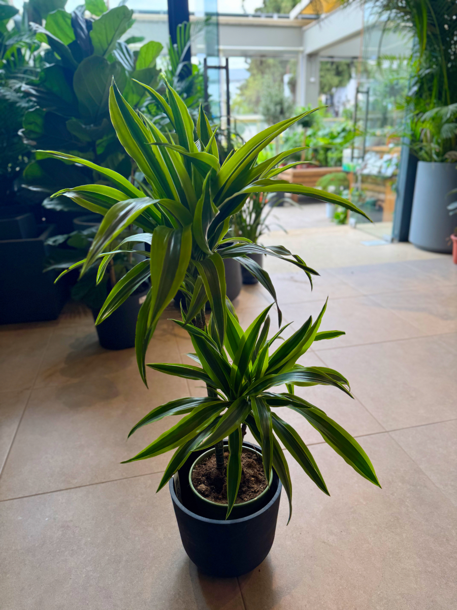 Δράκαινα Fragrans "Lemon Lime" Θάμνος