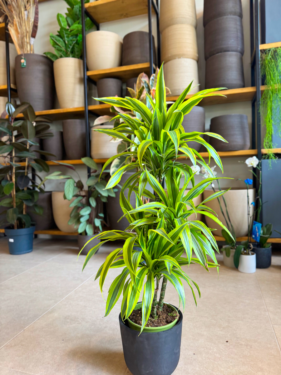 Δράκαινα Fragrans "Lemon Lime" Δέντρο με Κορμό - Image 7