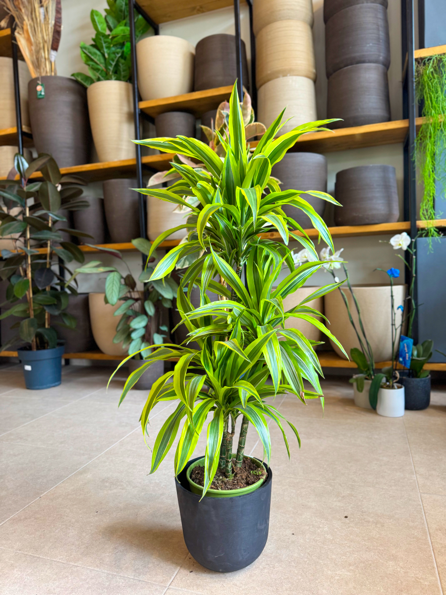 Δράκαινα Fragrans "Lemon Lime" Δέντρο με Κορμό - Image 8
