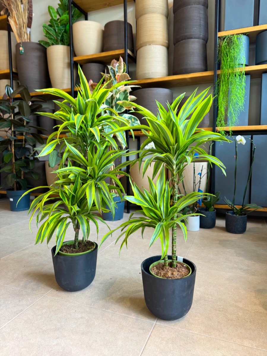 Δράκαινα Fragrans "Lemon Lime" Δέντρο με Κορμό - Image 11