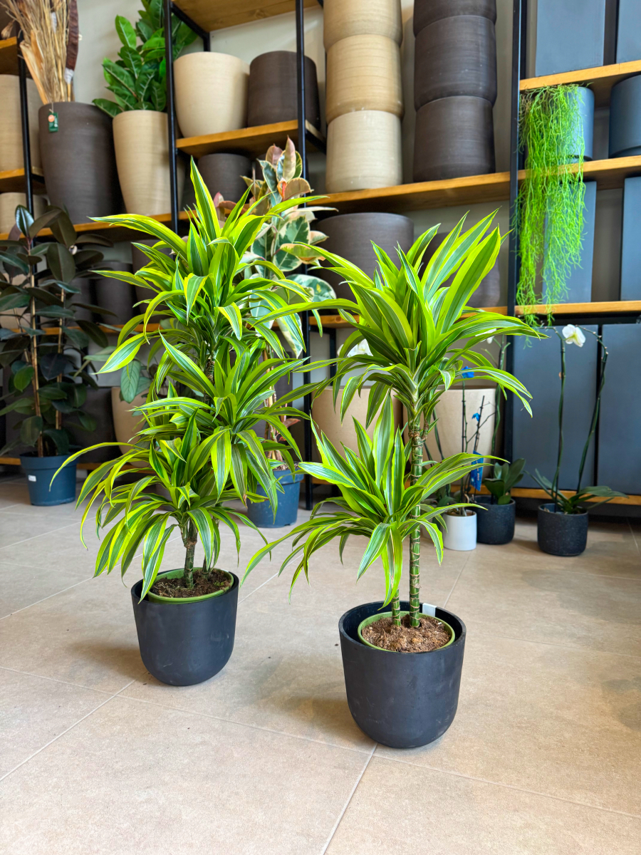 Δράκαινα Fragrans "Lemon Lime" Δέντρο με Κορμό - Image 12