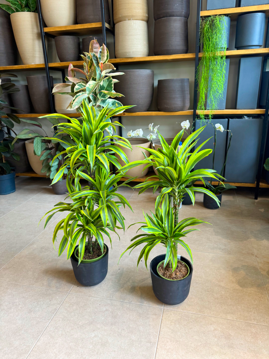 Δράκαινα Fragrans "Lemon Lime" Δέντρο με Κορμό - Image 13