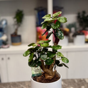 Πολύσια Fabian – Polyscias scutellaria ‘Fabian’