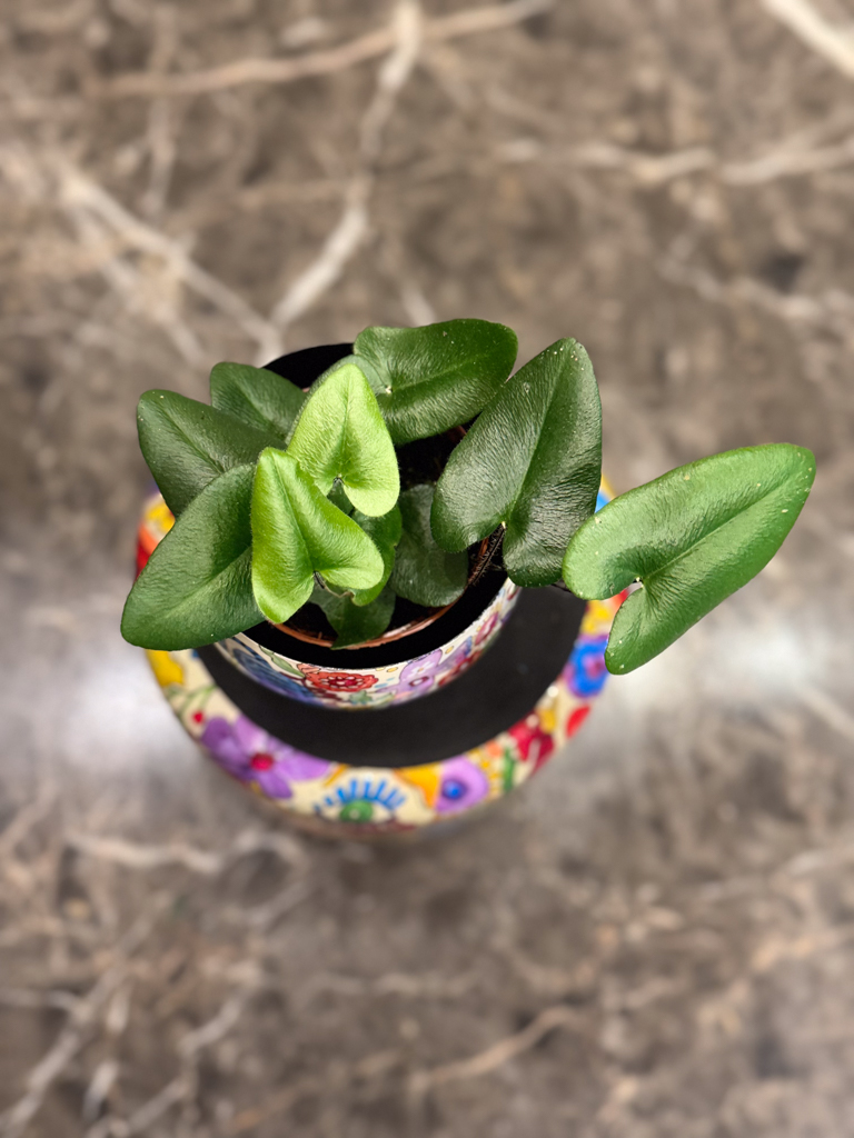 Heart Fern - Φτέρη καρδιά - Image 7