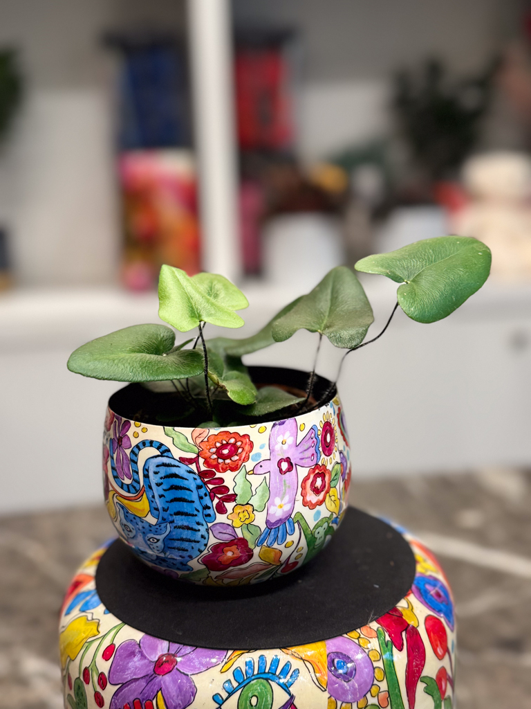 Heart Fern - Φτέρη καρδιά - Image 8