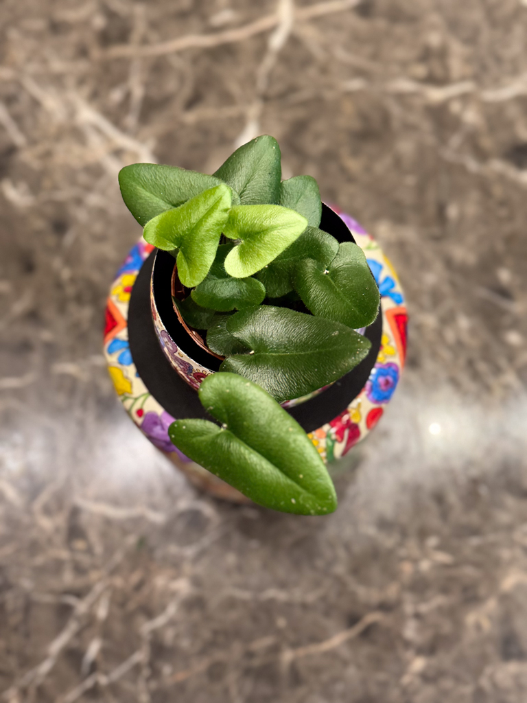 Heart Fern - Φτέρη καρδιά