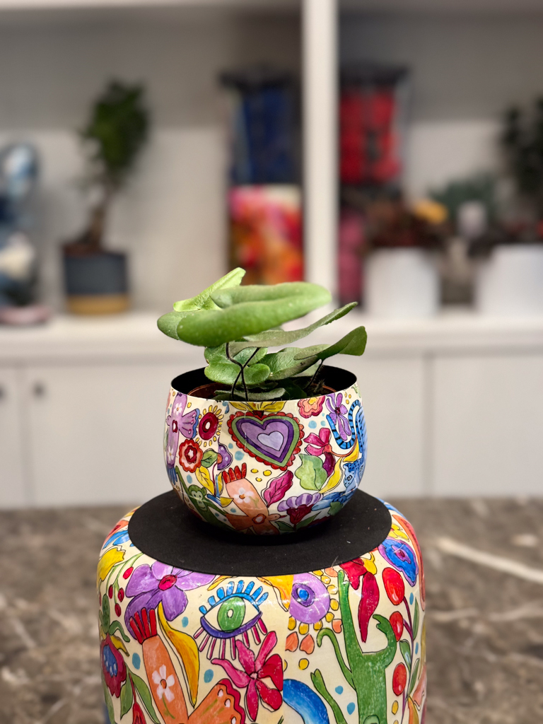 Heart Fern - Φτέρη καρδιά - Image 9