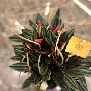 Alternative view of Peperomia caperata – Ριπιζωτή Πεπερόμια