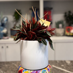 Peperomia caperata – Ριπιζωτή Πεπερόμια