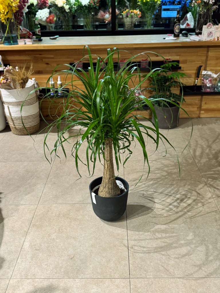 Μπουκαρνέα (Beaucarnea recurvata / Ponytail Palm) – Το Δέντρο με την Αλογοουρά - Image 3