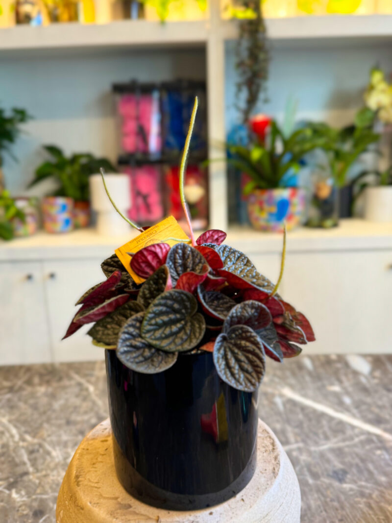 Η Peperomia caperata είναι ιδανική για όσους θέλουν ένα εύκολο, ανθεκτικό φυτό που δεν απαιτεί συχνό πότισμα.
