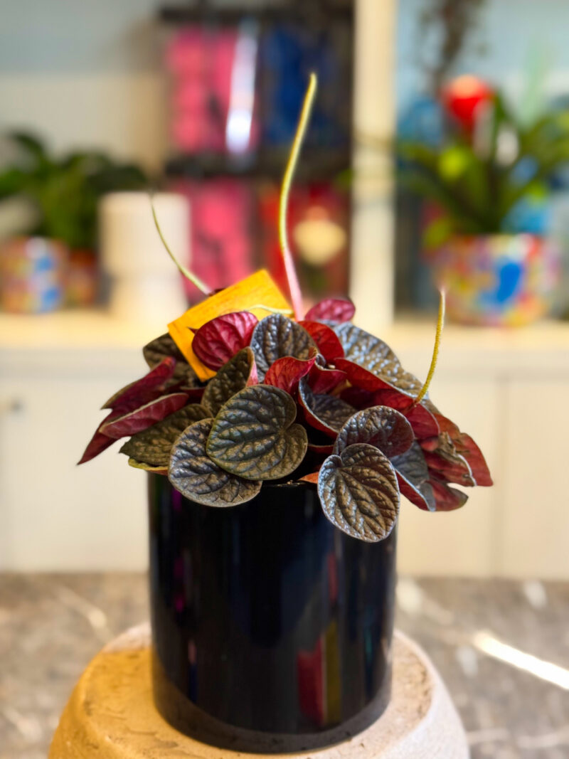 Peperomia caperata – Ριπιζωτή Πεπερόμια - Image 4