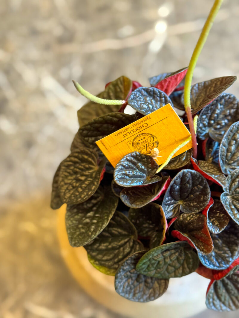 Peperomia caperata – Ριπιζωτή Πεπερόμια