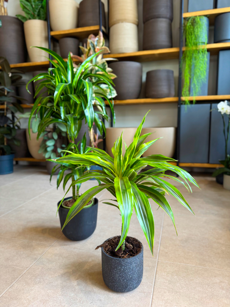 Δράκαινα Fragrans "Lemon Lime" Δέντρο με Κορμό - Image 17