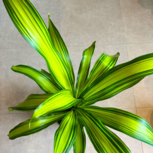Alternative view of Δράκαινα Fragrans "Lemon Lime" Θάμνος - Dracaena Fragrans "Lemon Lime