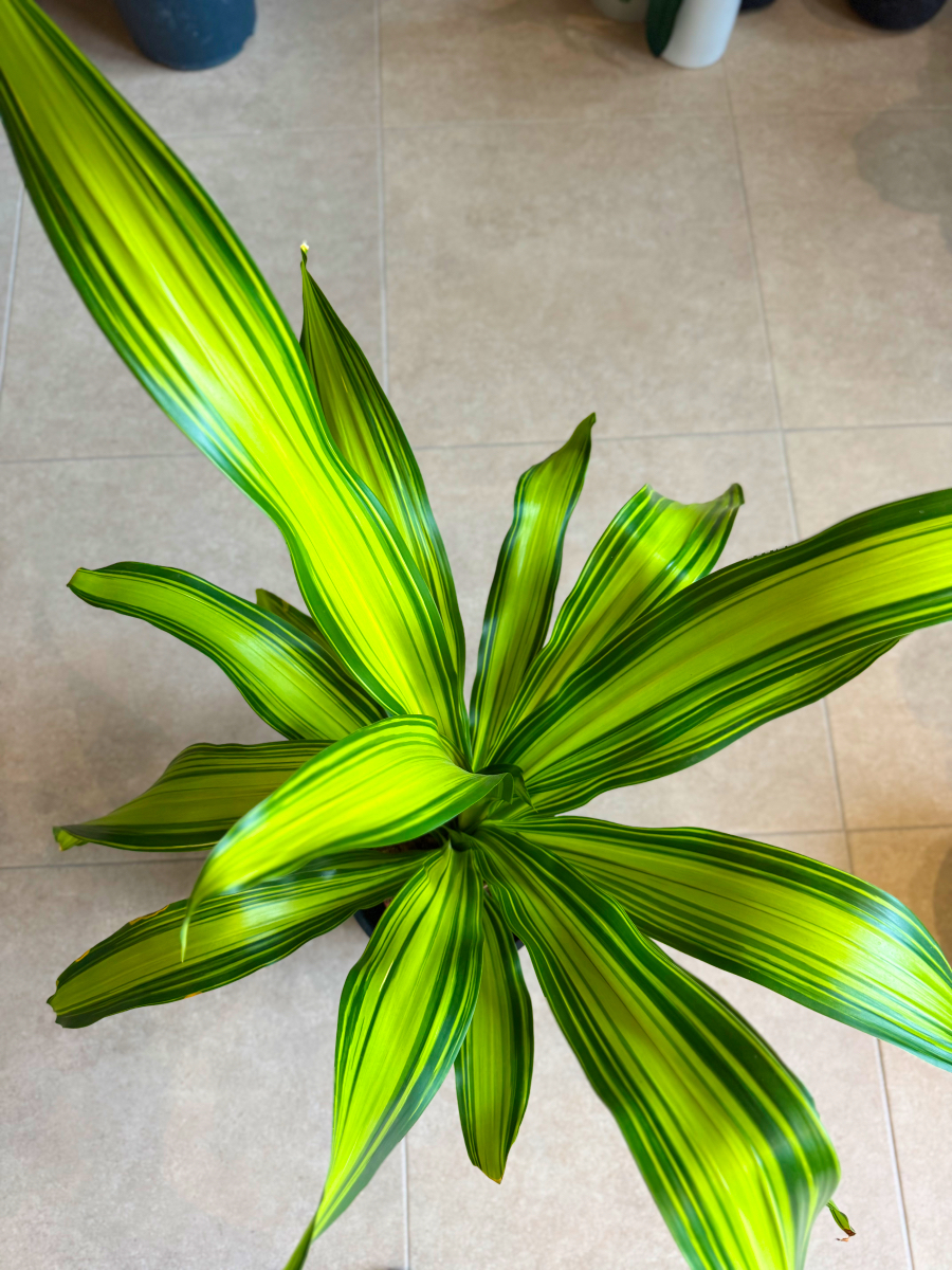 Δράκαινα Fragrans "Lemon Lime" Θάμνος - Dracaena Fragrans "Lemon Lime - Image 2
