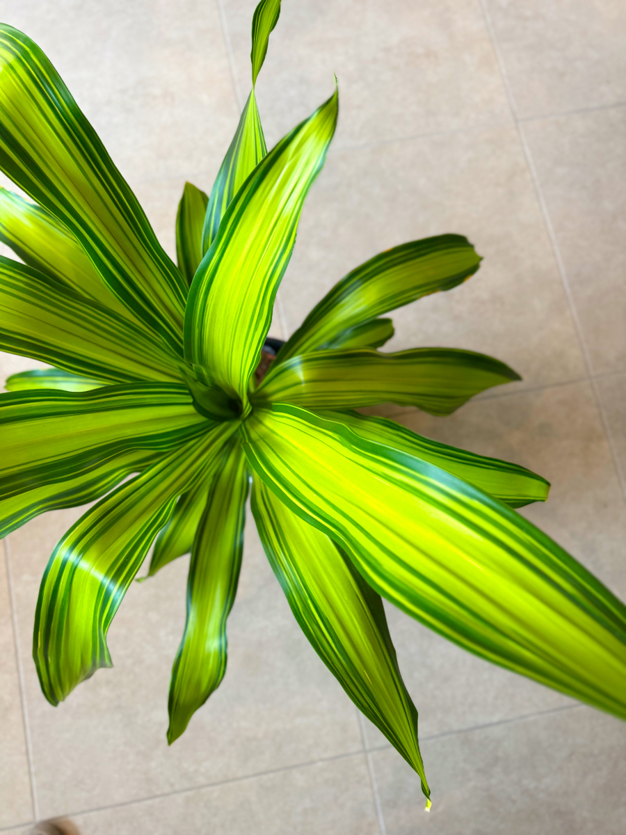 Δράκαινα Fragrans "Lemon Lime" Θάμνος - Dracaena Fragrans "Lemon Lime - Image 4