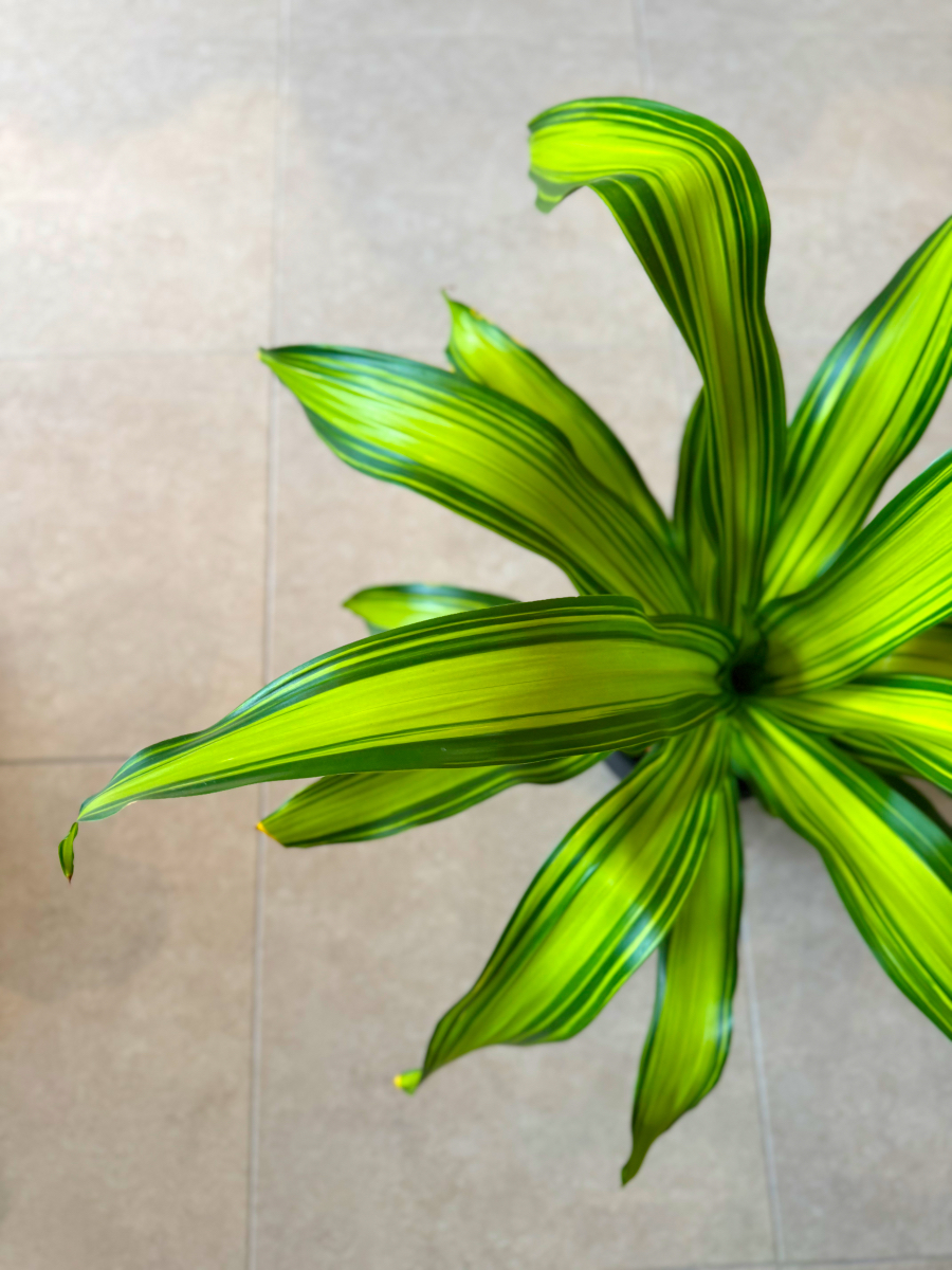 Δράκαινα Fragrans "Lemon Lime" Θάμνος - Dracaena Fragrans "Lemon Lime - Image 5