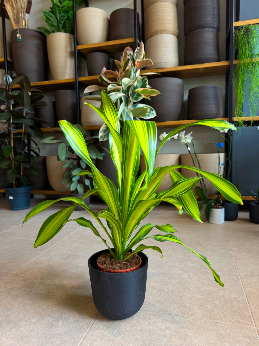 Δράκαινα Fragrans "Lemon Lime" Θάμνος - Dracaena Fragrans "Lemon Lime - Image 3