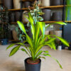 Δράκαινα Fragrans "Lemon Lime" Θάμνος - Dracaena Fragrans "Lemon Lime