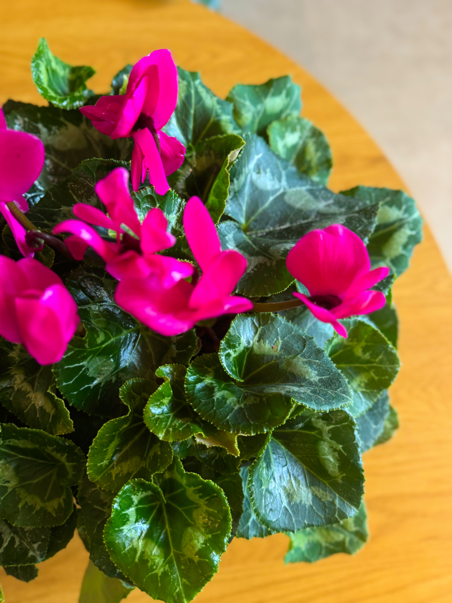 Κυκλάμινα σε Πιατέλα - Image 2