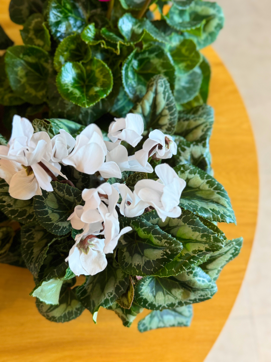 Κυκλάμινα σε Πιατέλα - Image 8