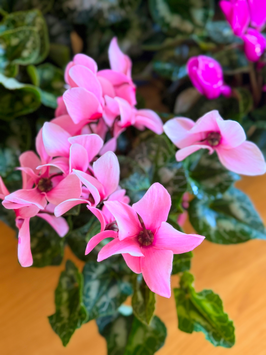 Κυκλάμινα σε Πιατέλα - Image 9