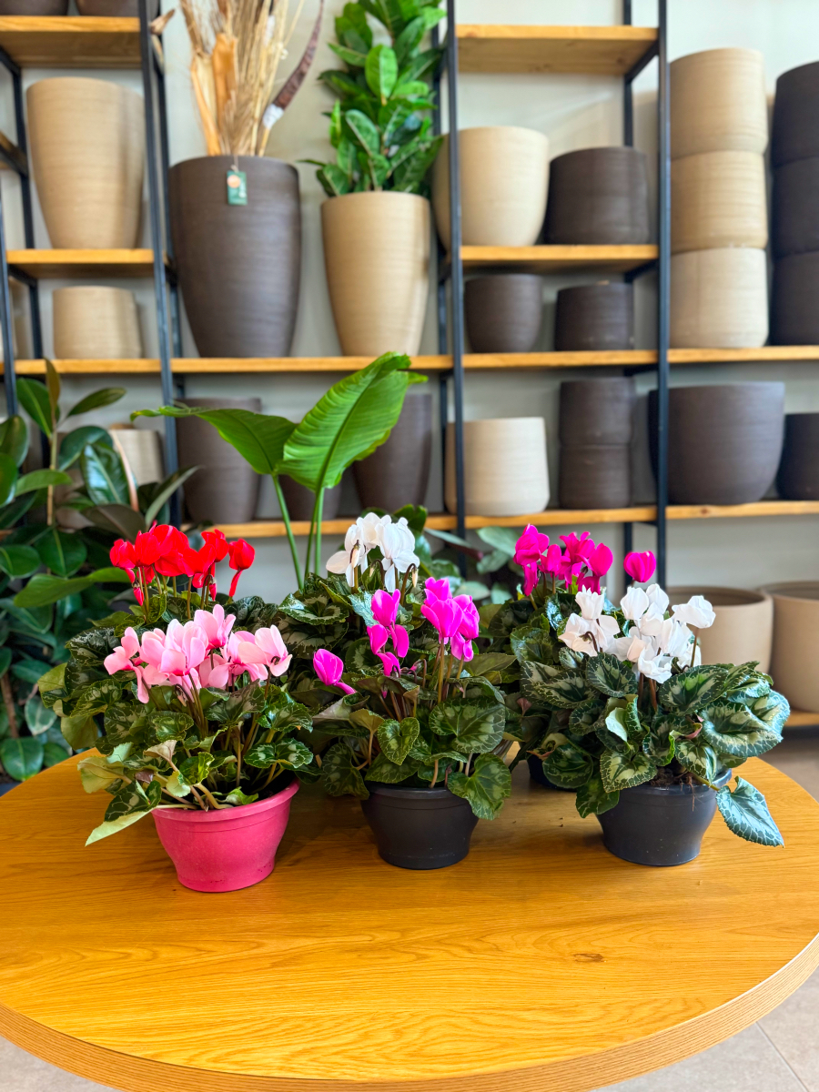 Κυκλάμινα σε Πιατέλα