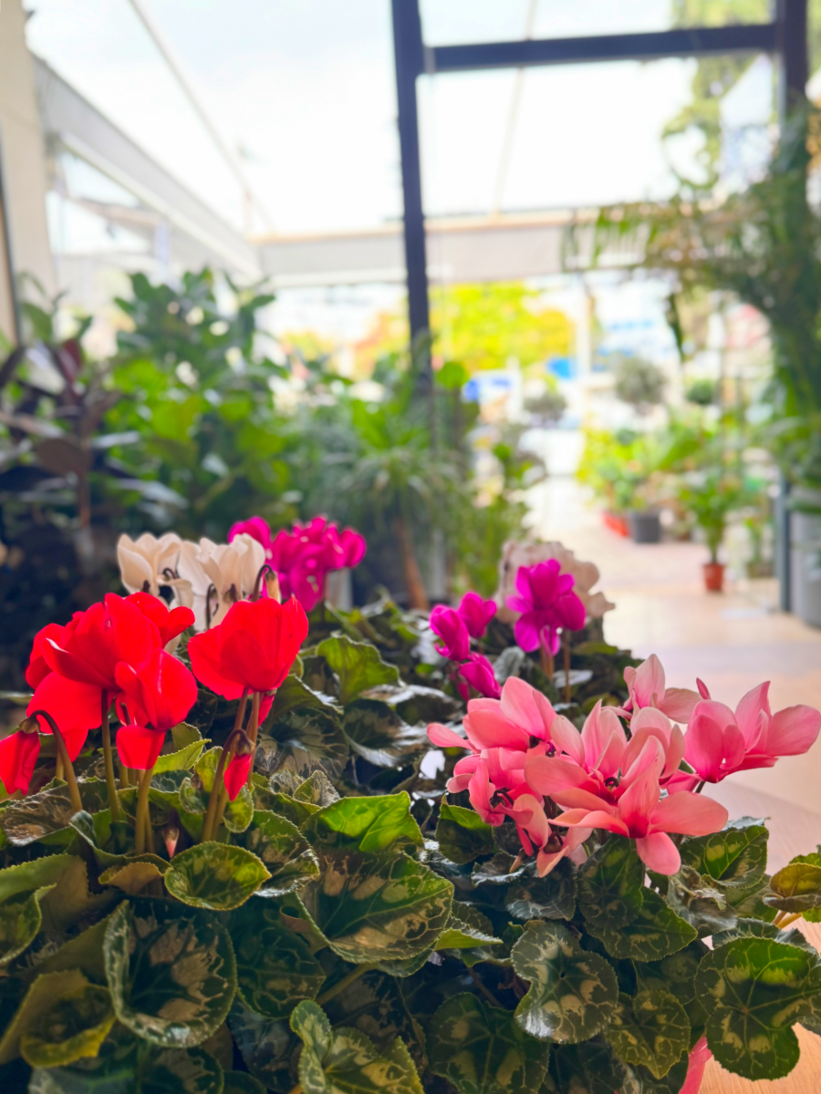 Κυκλάμινα σε Πιατέλα - Image 11